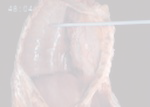 eXg