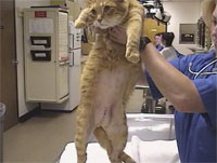 Feline Surgery Series�@Feline Surgery
�l�R�̎�p�e�N�j�b�N�V���[�Y(���i�ԍ� VM07-S�j