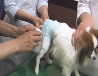 膝関節外科の “ 失敗しない ” ためのテクニック<br />
『 イヌの膝蓋骨脱臼の外科治療 』