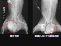 松田教授のよくわかる獣医外科基礎講座 「イヌの会陰ヘルニア」(商品番号VM27-S)