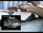 ULTRASOUND FOR THE VETERINARY PRACTITIONER Self-Study DVD Gallbladder<br>Dr.クレイグ・マッキンスの超音波スキルアップシリーズ<br>超音波を用いた胆嚢疾患の診断(全1枚)(商品番号VM44-S)