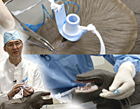 松田教授のよくわかる獣医外科基礎講座<br>「イヌの気管挿管及び気管切開術」<br>【全1巻】 (商品番号VM52-S)
