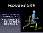 Posterior Kinetic Chain PKC|XeALleBbN`F[F@\ƃptH[}XiSQZbgEsj